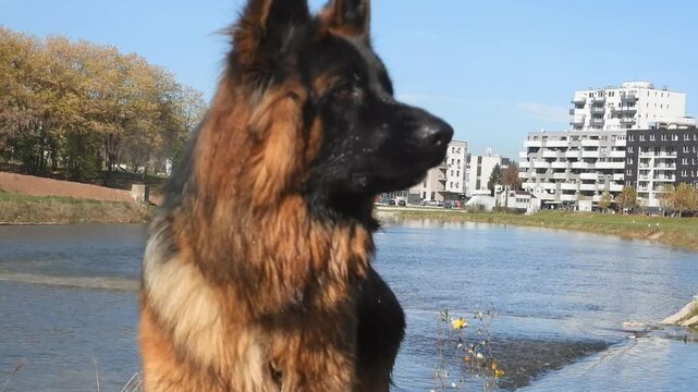 German Shepherd Barking Near the Riverside on a Sunny Day