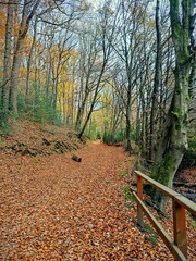 A path in the autumn forest is covered with fallen brown and orange leaves. 