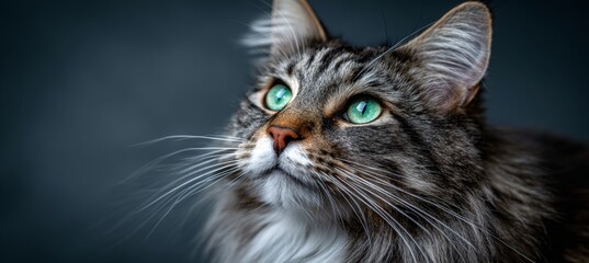 Elegant Norwegian Forest Cat Portrait with Captivating Emerald Eyes on Soft Gray Background.