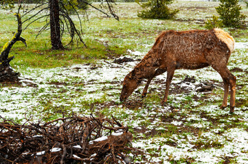 Deer at the Yellowstone National Park