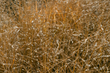 Golden grasses sway gently in the warm light of a late afternoon sunset
