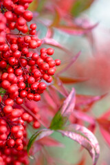 red berries on a bush
