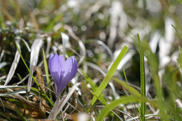 Crocus nudiflorus among the grass backlit