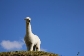 Fototapeta premium Llama with a blue sky