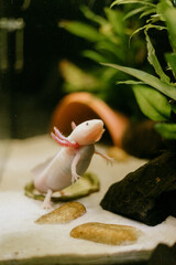 Pink axolotl swimming around in planted freshwater tank (Ambystoma mexicanum)