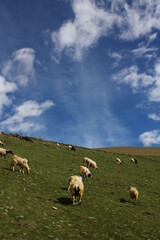 Fototapeta premium Sheep in the field