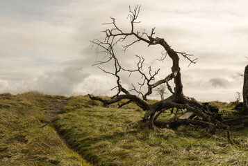 Silhouette of a fallen beech tree against the horizon