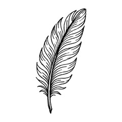 Obraz premium PNG Elegant feather sketch illustration.