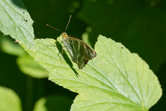 Silver-washed Fritillary (Argynnis paphia) butterfly sitting on a green leaf in Zurich, Switzerland