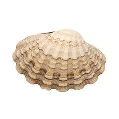 Brown closed clam shell isolated on transparent background, natural textured seashell PNG for beach designs, marine decor, coastal crafts, ocean-themed artwork, summer graphics, and nature projects