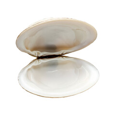 Open white clam shell isolated PNG, elegant glossy seashell for jewelry display mockups, pearl holder designs, coastal branding, marine illustrations, beach decor elements, and ocean-themed creative p