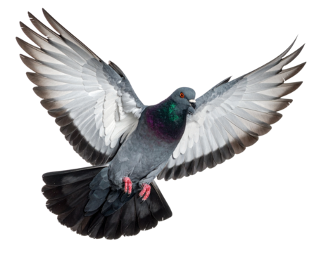 male pheasant isolated on white - Powered by Adobe