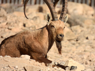 Nubian ibex in the city