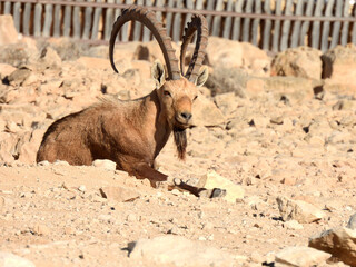Nubian ibex in the city