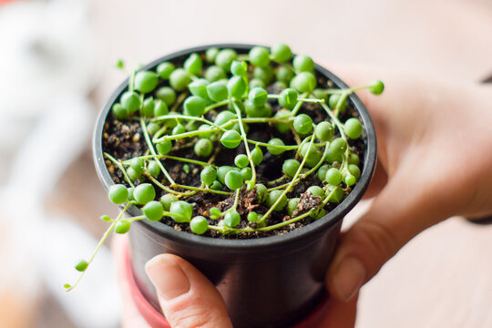 plant in hand