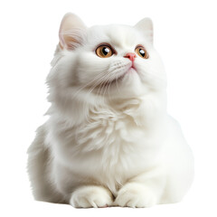 White Fluffy Cat With Golden Eyes Gazing Upward in a Bright Setting