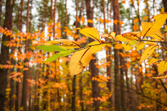 Close-up of yellow and orange fall foliage | Крупний план жовтого та помаранчевого осіннього листя