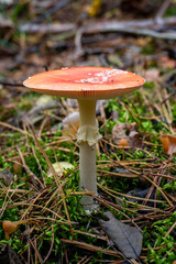 Forest fungus with red cap and white stem among moss and leaves | Лісовий гриб з червоною шапкою та білим стеблом серед моху та листя