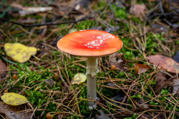 Forest fungus with red cap and white stem among moss and leaves | Лісовий гриб з червоною шапкою та білим стеблом серед моху та листя
