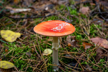 Forest fungus with red cap and white stem among moss and leaves | Лісовий гриб з червоною шапкою та білим стеблом серед моху та листя