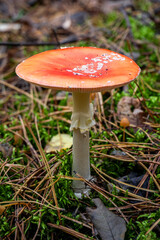 Forest fungus with red cap and white stem among moss and leaves | Лісовий гриб з червоною шапкою та білим стеблом серед моху та листя