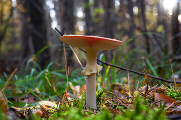 Forest fungus with red cap and white stem among moss and leaves | Лісовий гриб з червоною шапкою та білим стеблом серед моху та листя