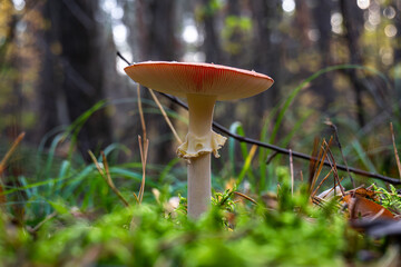 Forest fungus with red cap and white stem among moss and leaves | Лісовий гриб з червоною шапкою та білим стеблом серед моху та листя