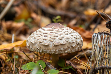 Parasol mushroom on forest floor with autumn leaves | Парасольковий гриб на лісовій підстилці серед осіннього листя