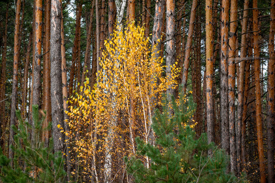 Autumn forest with pine and deciduous trees | Осінній ліс із соснами та листяними деревами