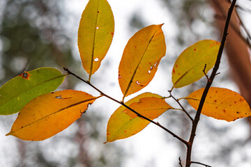 Close-up of yellow autumn leaves in sunlight | Крупний план жовтого осіннього листя на сонці