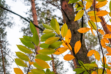 Close-up of yellow autumn leaves in sunlight | Крупний план жовтого осіннього листя на сонці