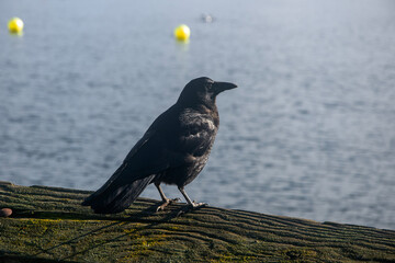 crow on wood railing with ocean background and yellow buoy
