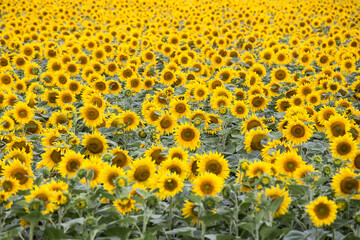 Sunflower Field in Full Bloom Under Bright Sunlight