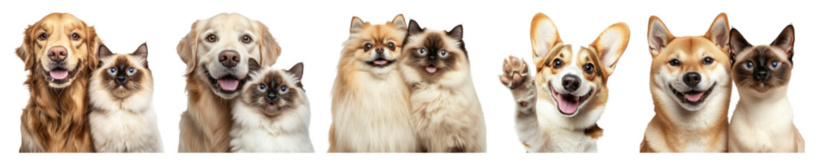 Obraz premium PNG Adorable pets posing together, element set on transparent background