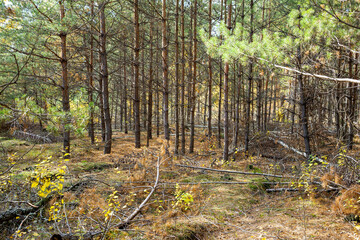 Landscape of forest thickets