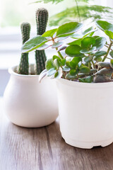 Indoor plants in a bright office create an eco-friendly atmosphere