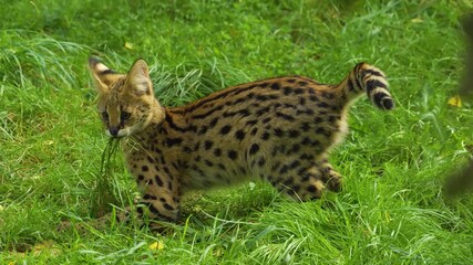 Close up of young Serval cats playing around on a meadow on a cloudy spring day - Powered by Adobe
