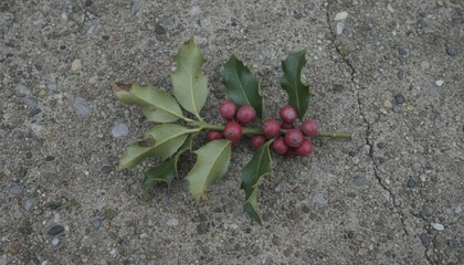 Holly branch with red berries laying on concrete background
