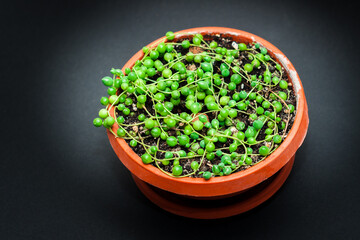 green plant in a pot
