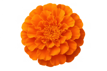 Vibrant orange marigold flower blooming, a cempasúchil bloom for day of the dead, isolated with transparent background