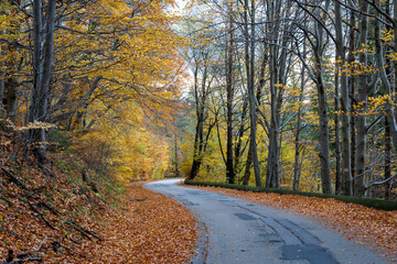 a winding road through the autumn forest