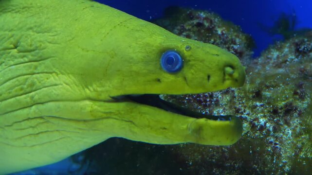Moray eel opens and closes its mouth. Green moray eel close-up. Green moray, Gymnothorax funebris, moray eel of the family Muraenidae