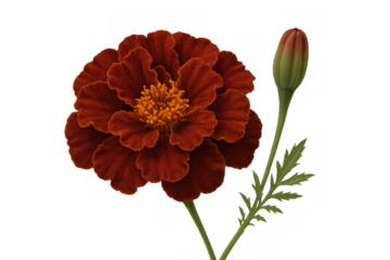 Marigold bloom displaying its vibrant red petals with an orange center, stem, and an unopened flower bud. Transparent background