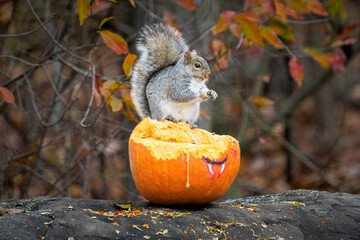 Eastern Gray Squirrel Eating Pumpkin Seeds, Autumn Fall Forest Wildlife Scene