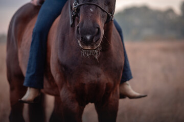 Fototapeta premium girl on horse2
