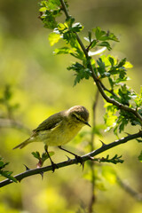 Obraz premium Bird