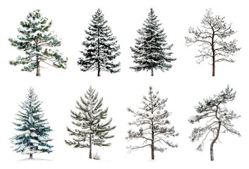 Fototapeta premium PNG Diverse snowy evergreen trees, element set on transparent background