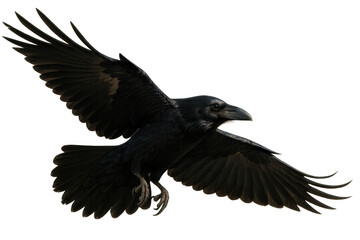 Obraz premium Black raven flying across a transparent background, spreading large wings, looking for food, isolated bird