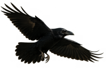 Black raven flying across a transparent background, spreading large wings, looking for food, isolated bird