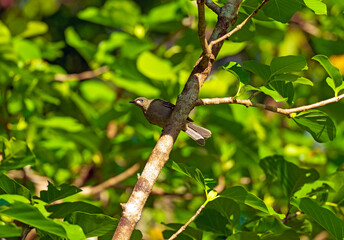White Gaped Honeyeater Watching From a Tree
